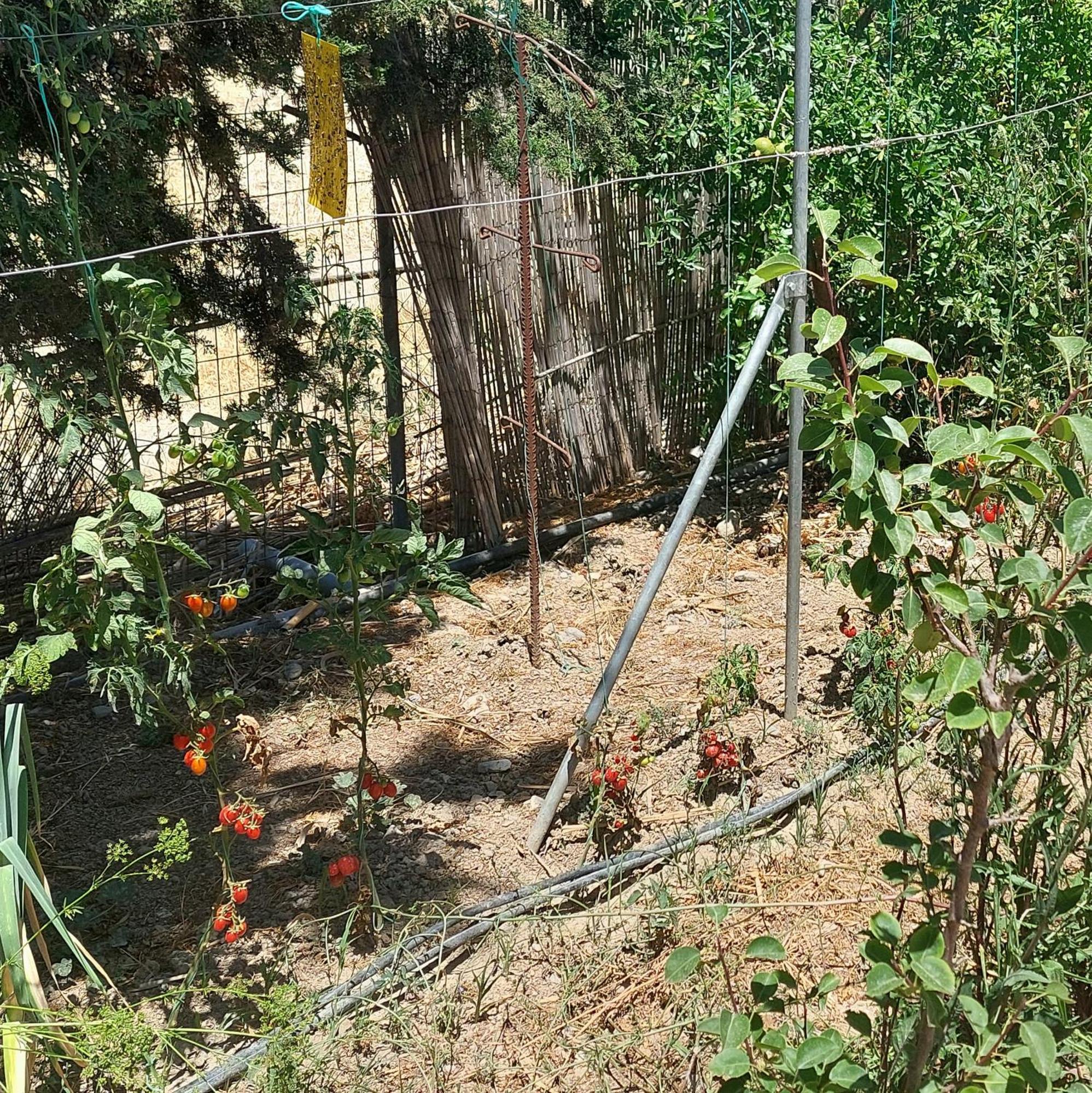 Villa Elia Pitsidia Dış mekan fotoğraf